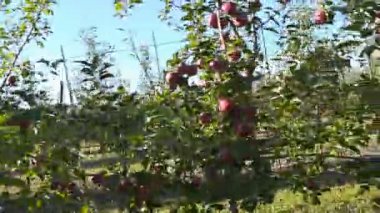 Kırmızı elma ile Bahçe
