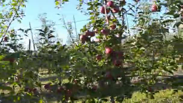Jardim com maçãs vermelhas — Vídeo de Stock