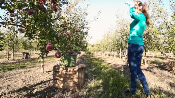 Femme examine verger de pommes — Video