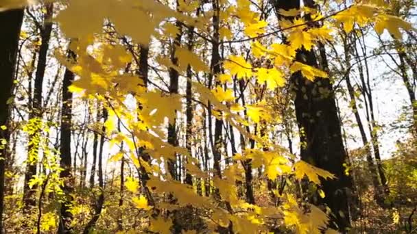 Folhas amarelas em uma pequena árvore — Vídeo de Stock
