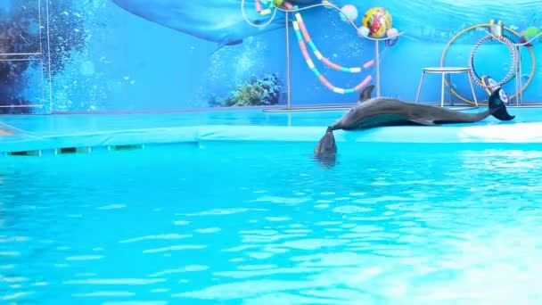 Skadowsk, Ukraina września 09.2016. Delfiny mowy w delfinarium — Wideo stockowe