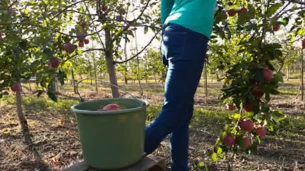 Fille recueille la récolte — Video