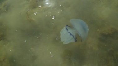 suda yüzen denizanası