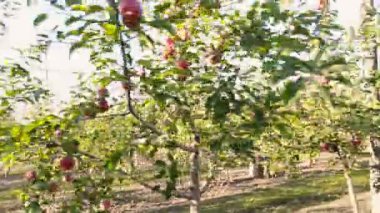 Telefonda konuşan kadın.