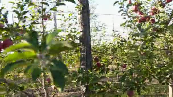 Hombre en el jardín de las lágrimas manzanas — Vídeos de Stock