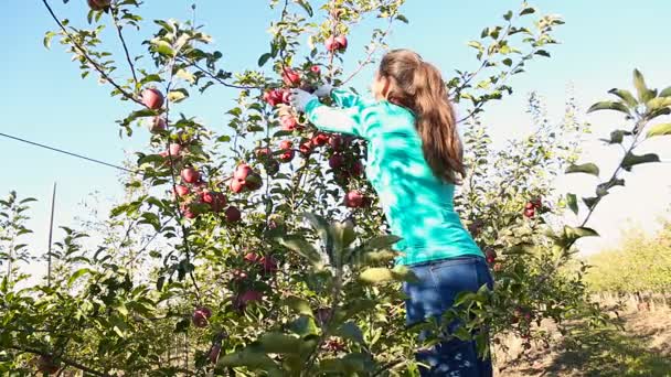 Женщина собирает яблоки — стоковое видео