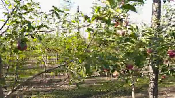 Homem no jardim das lágrimas maçãs — Vídeo de Stock