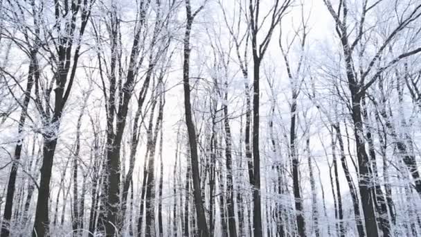 Bomen bedekt met sneeuw — Stockvideo