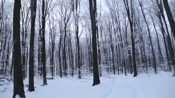 Bomen bedekt met sneeuw — Stockvideo