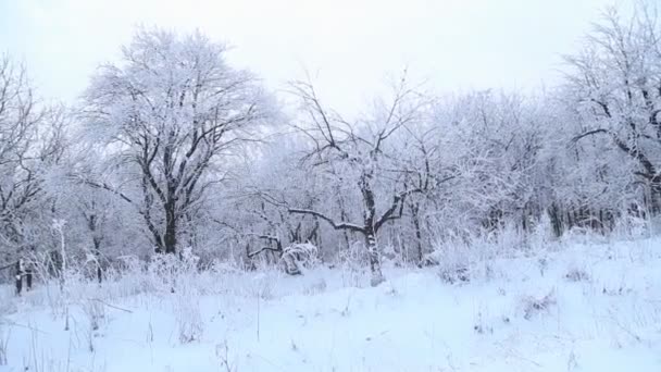 Árboles cubiertos de nieve — Vídeos de Stock