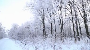 Karla kaplı ağaçlar