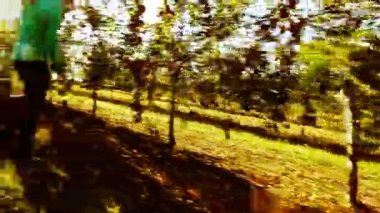 kadın elma bahçesi inceliyor