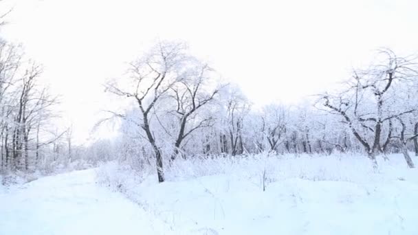 Bomen bedekt met sneeuw — Stockvideo