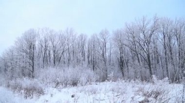 Karla kaplı ağaçlar