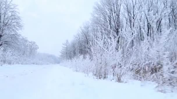 Árvores cobertas de neve — Vídeo de Stock