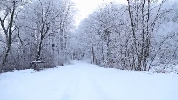 Árboles cubiertos de nieve — Vídeos de Stock