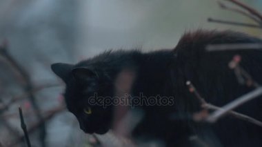 Kara kedi bir şey arıyor