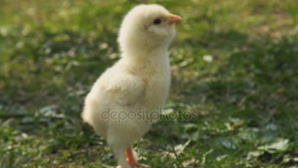 Chick op een achtergrond van groen gras — Stockvideo