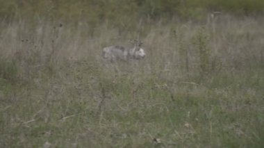 Husky köpek ırkları çalışır
