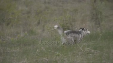 Husky köpek ırkları çalışır