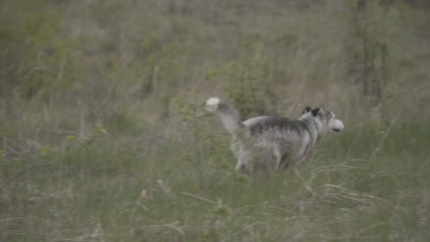 O cão cria corridas husky — Vídeo de Stock