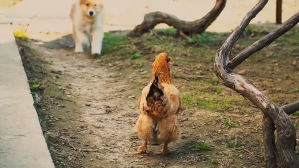 Bestas filhotes de cachorro para frango — Vídeo de Stock