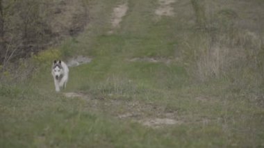 Husky köpek ırkları çalışır