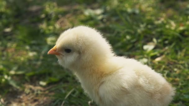 Chick op een achtergrond van groen gras — Stockvideo