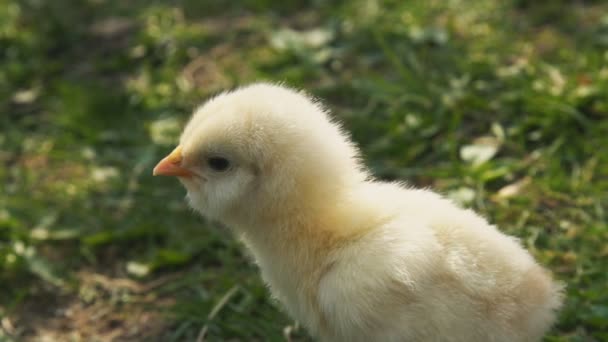 Pollito sobre un fondo de hierba verde — Vídeos de Stock