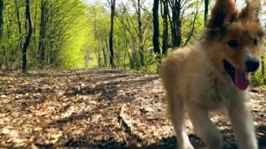 Köpek çalışıyor