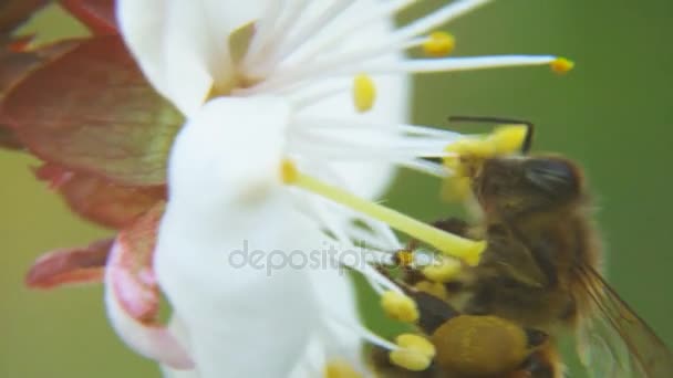 A abelha recolhe o néctar — Vídeo de Stock