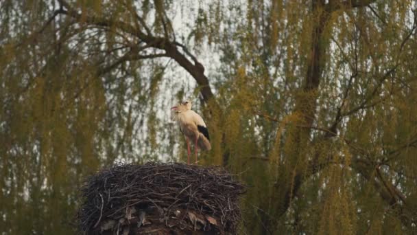 La grúa guarda su nido — Vídeos de Stock