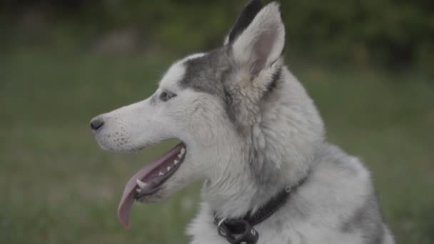 Retrato de um cão da raça Husky — Vídeo de Stock