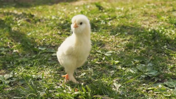 Chick op een achtergrond van groen gras — Stockvideo