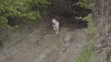 Husky köpek ırkları çalışır