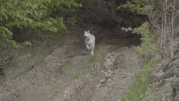 Pies rasy husky działa — Wideo stockowe