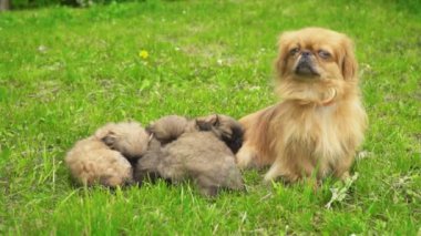Fino köpekleri birlikte yatıyor musun