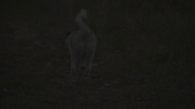 Husky köpek ırkları çalışır