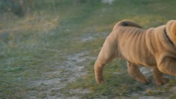 Cachorro de la raza de shar pei — Vídeo de stock