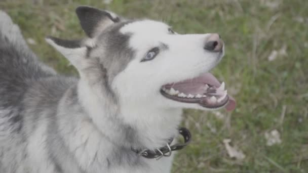 Porträtt av en hund av rasen Husky — Stockvideo