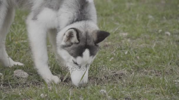 Un chien de la race Husky renifle quelque chose 