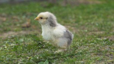 Piliç bir arka planda yeşil çimen