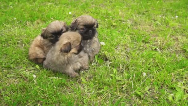 Pekín cachorro sentado en la hierba verde — Vídeos de Stock