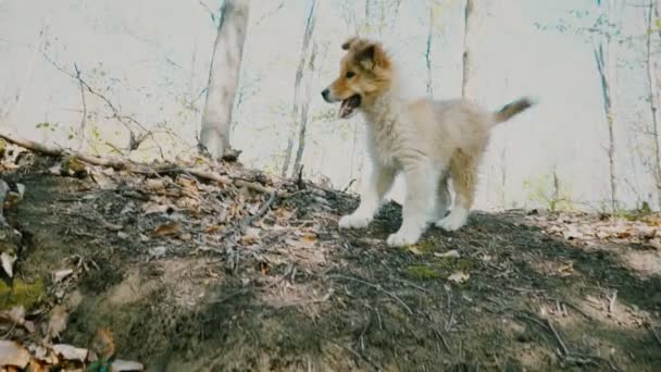 De hond wordt uitgevoerd — Stockvideo