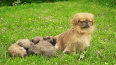 Fino köpekleri birlikte yatıyor musun