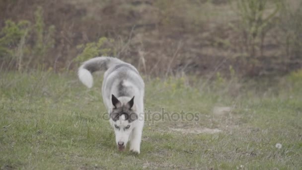 Un perro de la raza Husky está oliendo algo. — Vídeo de stock