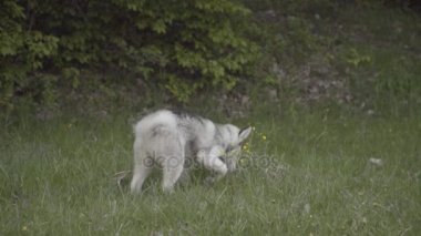 Husky doğurmak bir köpek bir şey dolanıyor