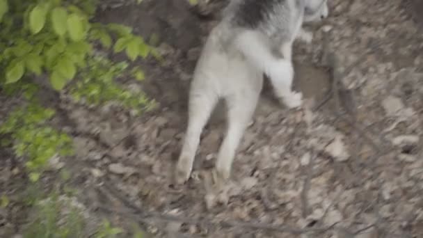 O cão cria corridas husky — Vídeo de Stock