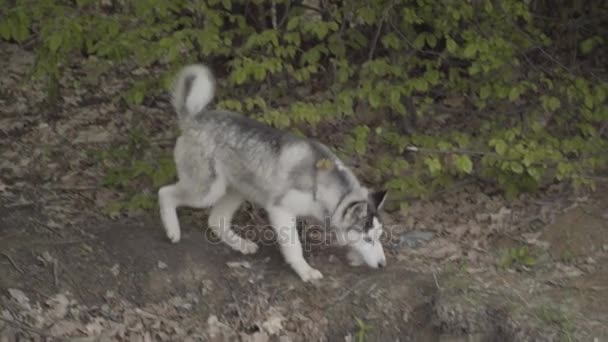 Den hund rasen husky körs — Stockvideo