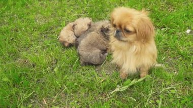 Fino köpekleri birlikte yatıyor musun